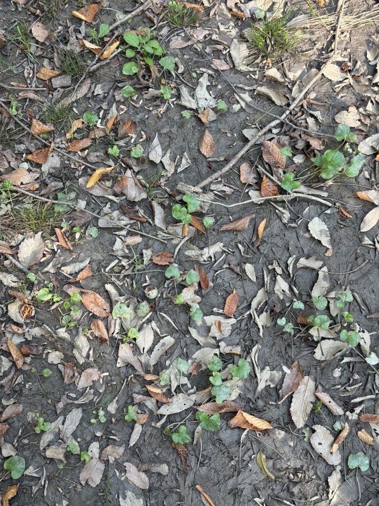 8dc2185c65cd5566c1943dc37867fe88_1761124